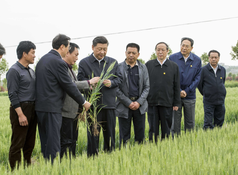 2016年4月25日下午，習(xí)近平在安徽滁州市鳳陽縣小崗村察看小麥長勢。左一為種糧大戶程夕兵。新華社記者 李學(xué)仁 攝