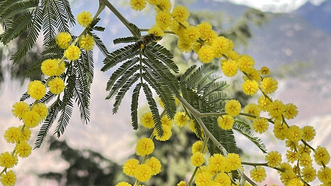 蜜蜂在金合歡花枝上休憩。