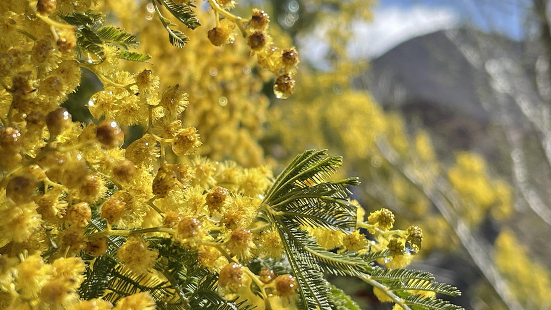 清晨帶著露珠的金合歡花。