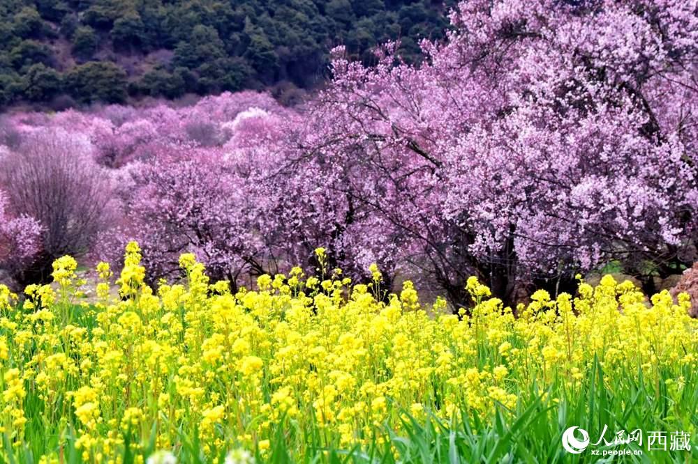 桃花與油菜花交相輝映。人民網(wǎng) 李海霞攝