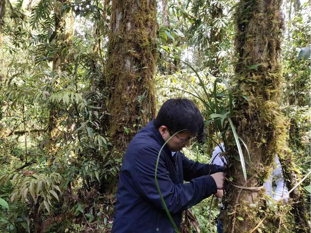 蘭花歸野。圖片由山水自然保護(hù)中心提供