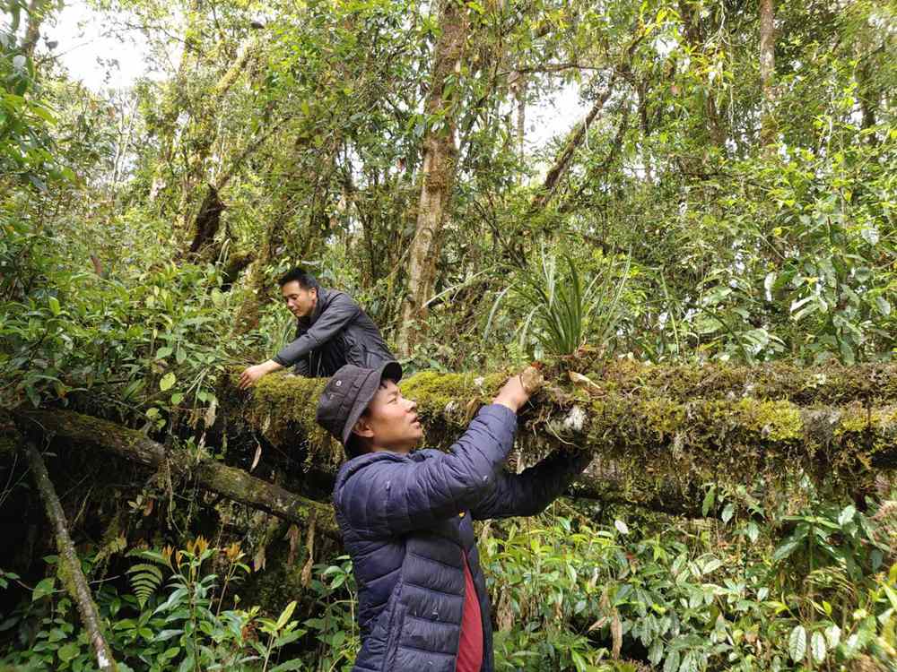 蘭花歸野。圖片由山水自然保護(hù)中心提供