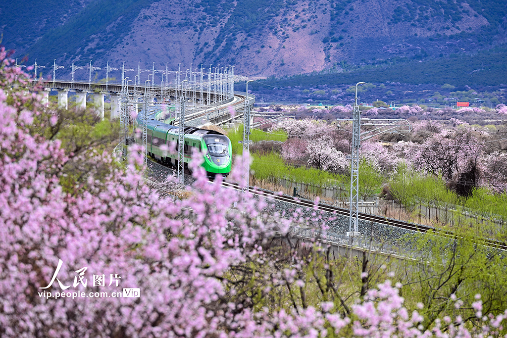 西藏林芝：雪域高原列車穿越花?！?】