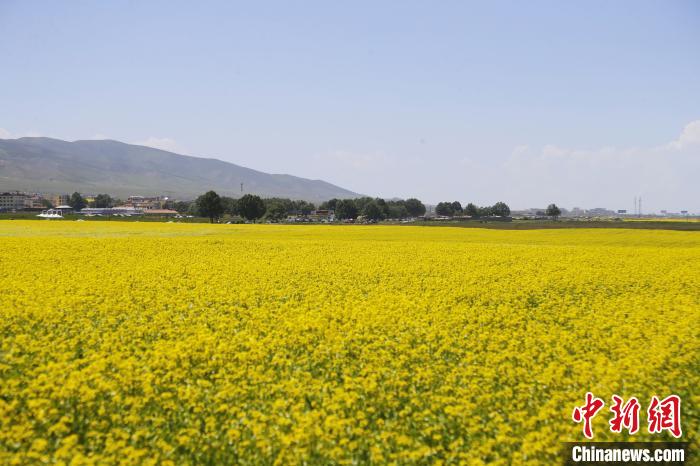 圖為青海湖畔油菜花海?！●R銘言 攝