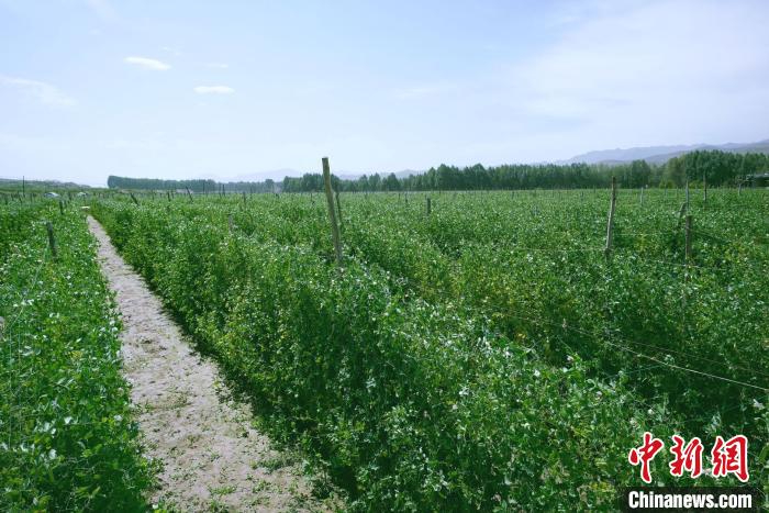 天?？h高原綠色(有機)蔬菜基地種植的食用莢豆?！￡I道華 攝