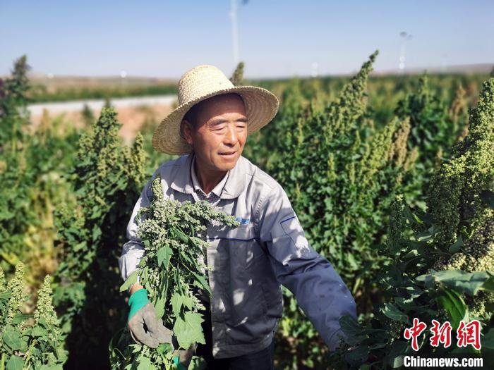 甘肅天祝：高海拔廣種藜麥已占全國面積1/3