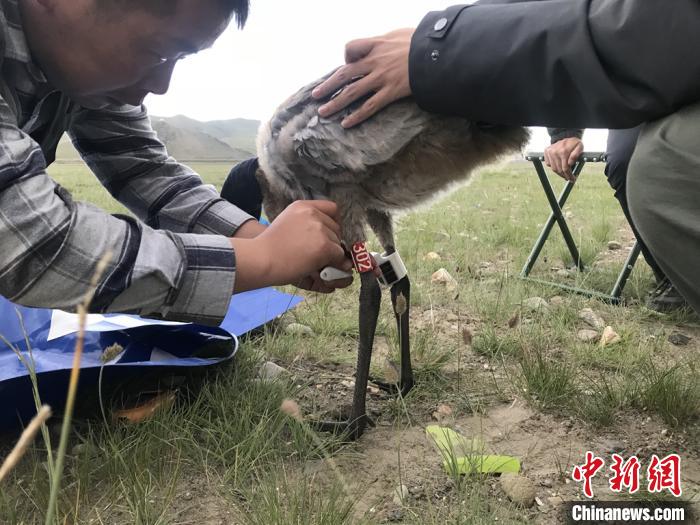 圖為研究人員為黑頸鶴佩戴GPS跟蹤設(shè)備。祁連山國(guó)家公園青海省管理局供圖