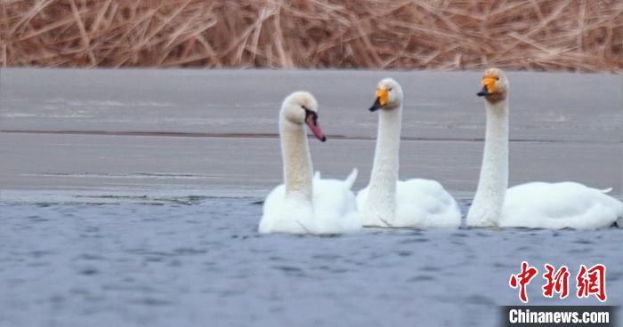 圖為疣鼻天鵝與大天鵝。　青海國(guó)家公園觀鳥(niǎo)協(xié)會(huì)供圖 攝