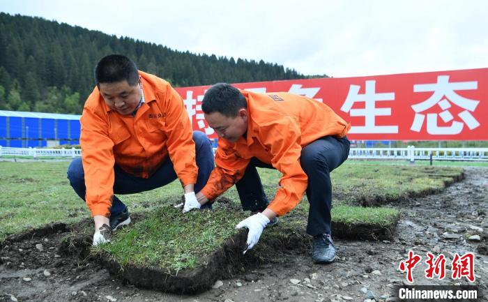 探訪久馬高速原生態(tài)植被恢復(fù)試驗(yàn)基地：草甸回植助青藏高原生態(tài)保護(hù)