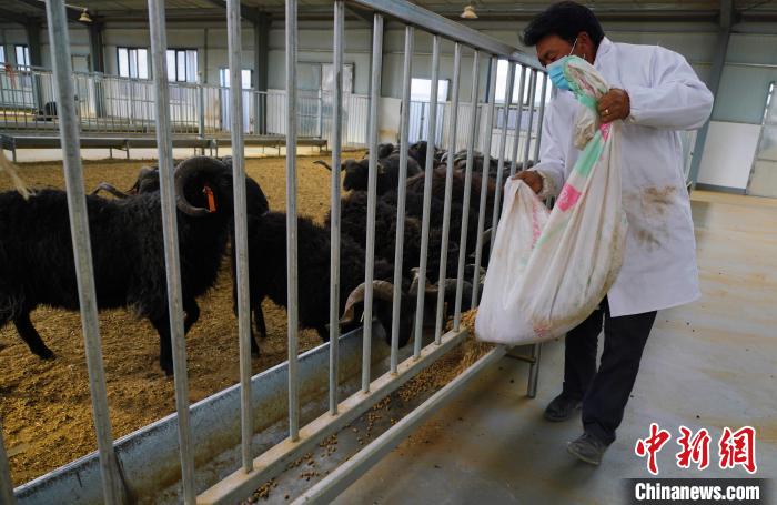 圖為飼養(yǎng)員給黑藏羊喂食?！●R銘言 攝