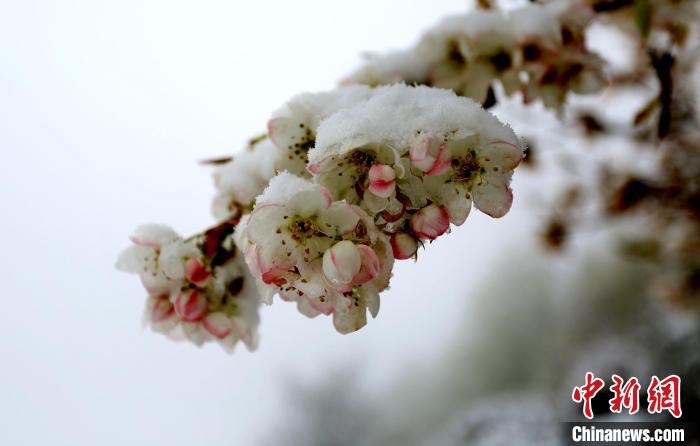 花兒被冰雪覆蓋?！±钣腊?　攝