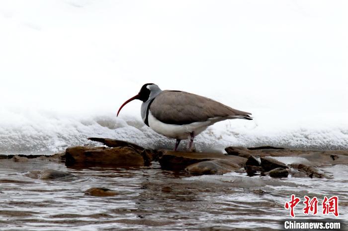 青海達(dá)日黃河國(guó)家濕地公園鳥類增至49種