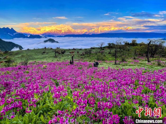 春天的牛背山花海?！∮稳仄?攝