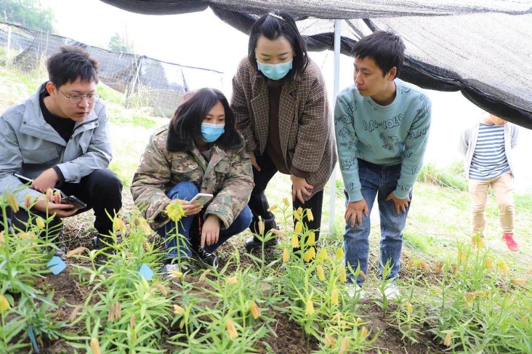 彭州對口支援工作組隊項目組查看瓦布貝母種植情況。彭州市宣傳部供圖