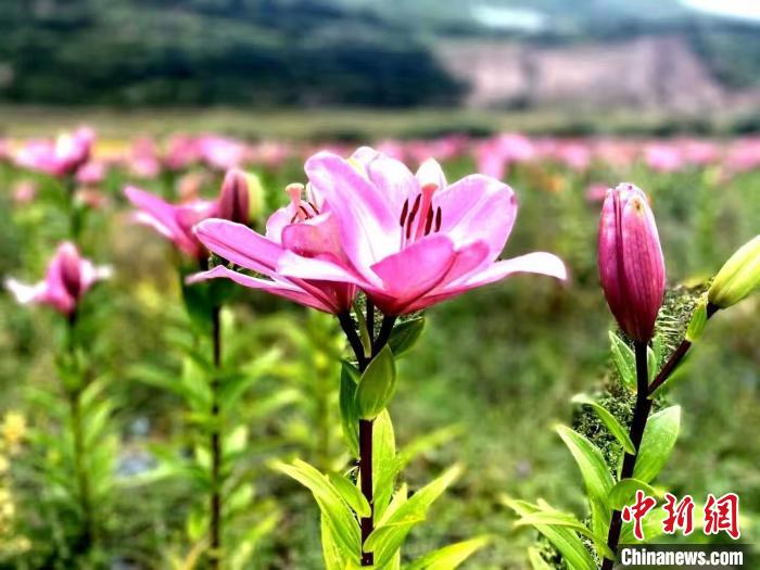 四川壤塘：百合開(kāi)出“致富花”