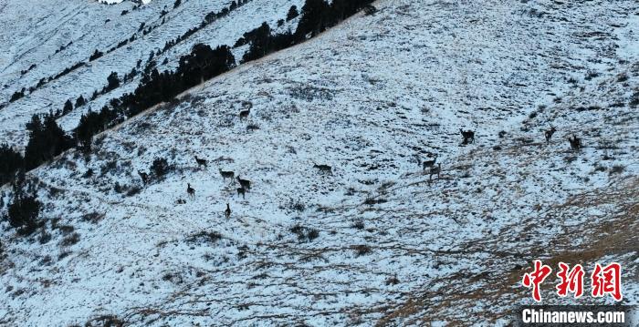 圖為巖羊和馬鹿集體在雪地里休憩?！《继m縣融媒體中心 供圖