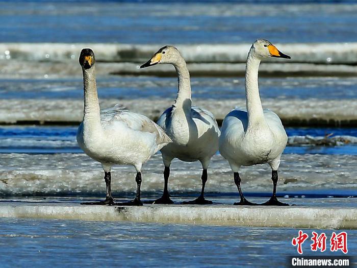 圖為三只天鵝在湖面上曬太陽。　何啟金 攝