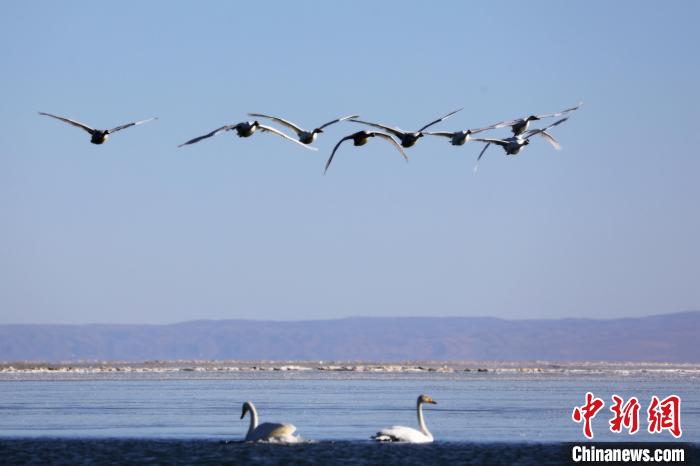 圖為大天鵝在青海湖上空飛翔?！●R怡睿 攝