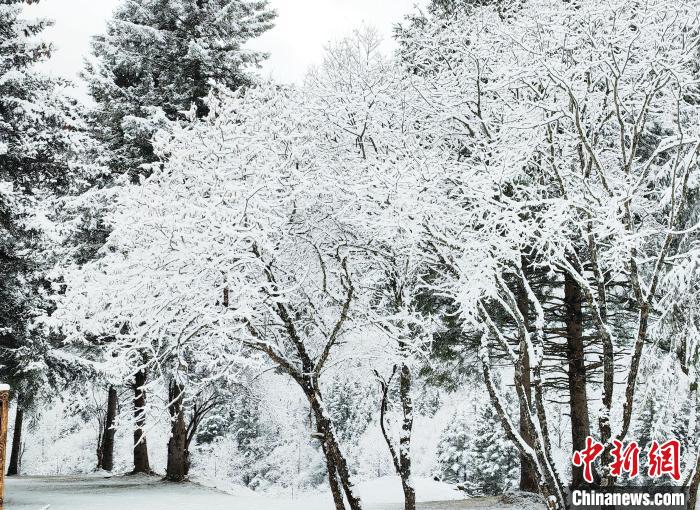 大熊貓國家公園王朗片區(qū)春雪如畫，宛若仙境?！×_春平 攝