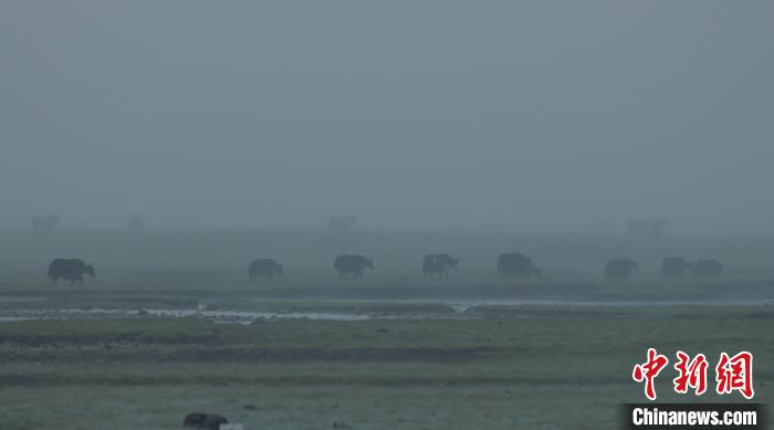 青海果洛：牦牛霧中覓食如水墨畫