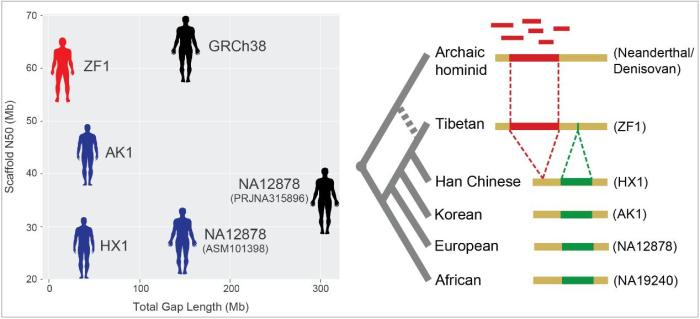 首個藏族人群高質量參考基因組發(fā)布