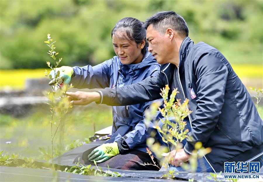 （社會(huì)）（2）高原藍(lán)莓栽種忙