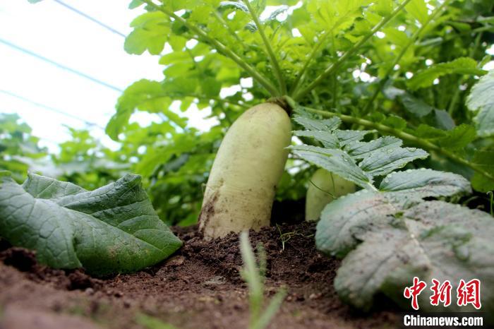 圖為亞東邊檢站“警營菜園”喜獲豐收的白蘿卜?！⊥鯑|東 攝