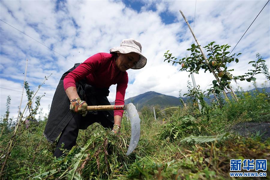 （圖文互動）（1）蘋果紅了，群眾笑了——西藏林芝現(xiàn)代蘋果標準化示范園見聞