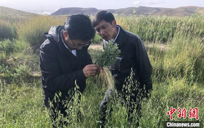 圖為尼瑪扎西(左)在青稞種植地調(diào)研(資料圖)。西藏農(nóng)科院 供圖