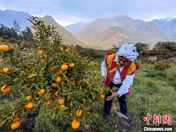 林芝下察隅鎮(zhèn)京都村101畝耙耙柑豐收?！〗w波 攝