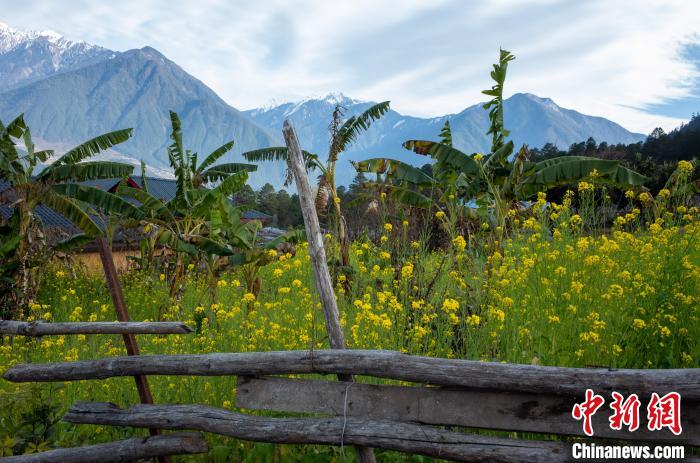 種獼猴桃、耙耙柑西藏林芝下察隅千方百計(jì)為民眾“鼓腰包”