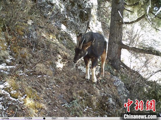 圖為相同位點記錄到的國家二級重點保護野生動物—中華鬣羚?！≈袊茖W(xué)院昆明動物研究所提供