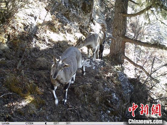 圖為相同位點記錄到的雪豹主要獵物—巖羊?！≈袊茖W(xué)院昆明動物研究所提供