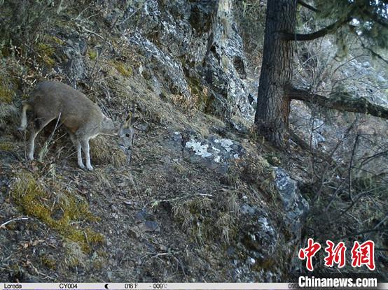 圖為相同位點記錄到的國家一級重點保護野生動物—馬麝?！≈袊茖W(xué)院昆明動物研究所提供