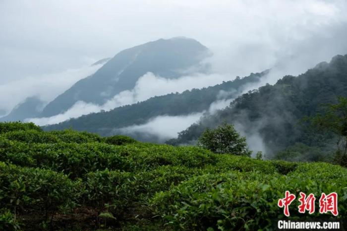 墨脫縣背崩鄉(xiāng)的高山茶場(chǎng)。