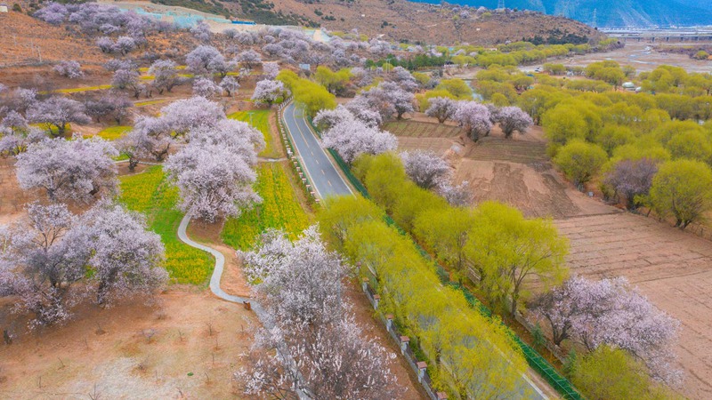 林芝桃花盛開。 張靜攝