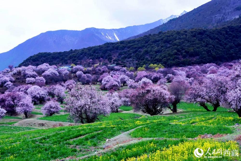 一樹樹野桃花開(kāi)得正艷。人民網(wǎng) 李海霞攝