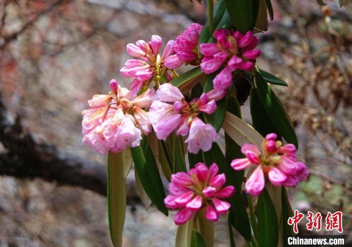 近日，西藏自治區(qū)山南市加查縣索囊溝的杜鵑花競相綻放。　冉文娟 攝