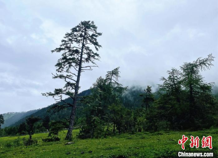 6月10日，魯朗小鎮(zhèn)高山牧場(chǎng)景區(qū)風(fēng)光?！∪轿木?攝