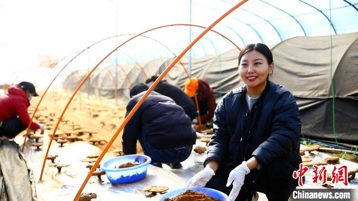 圖為農(nóng)民采收靈芝孢子粉?！∴嚢?攝