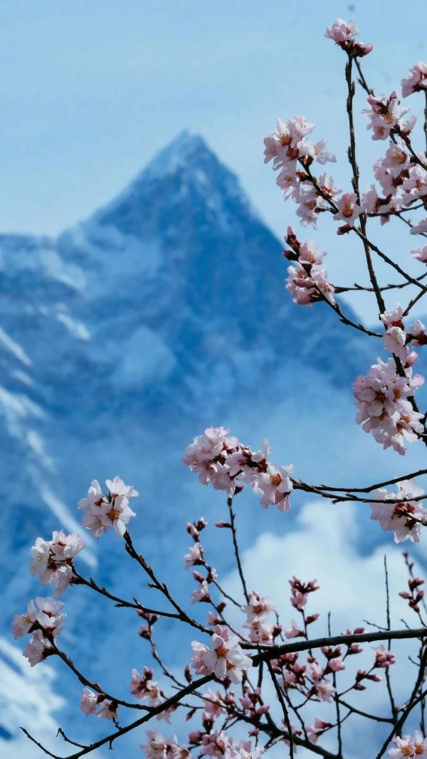 人間桃花源！林芝桃花有多絕？