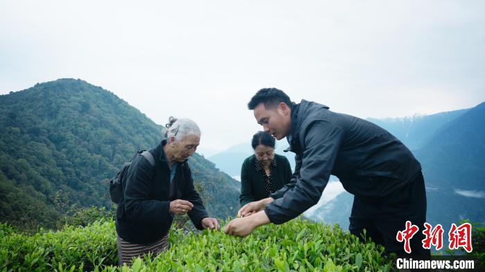 圖為銀發(fā)旅游體驗團兩位老人體驗采茶?！∥鞑貙ｍ椔糜螀f(xié)會供圖