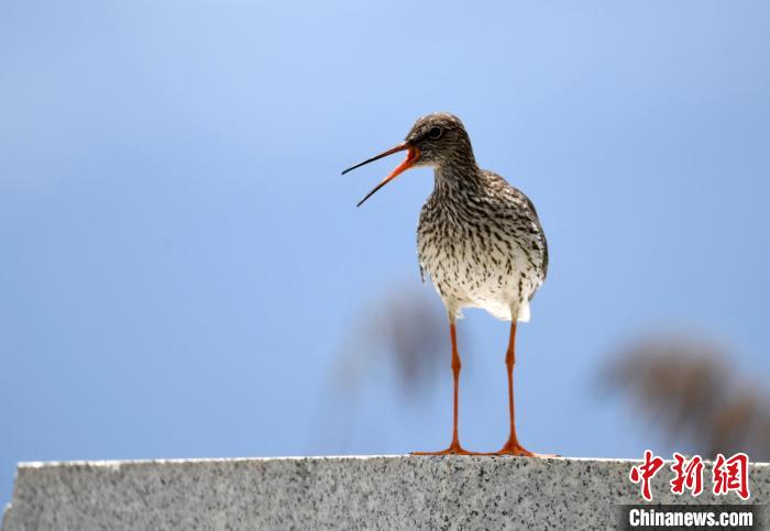 西藏拉魯濕地鳥(niǎo)類歡騰