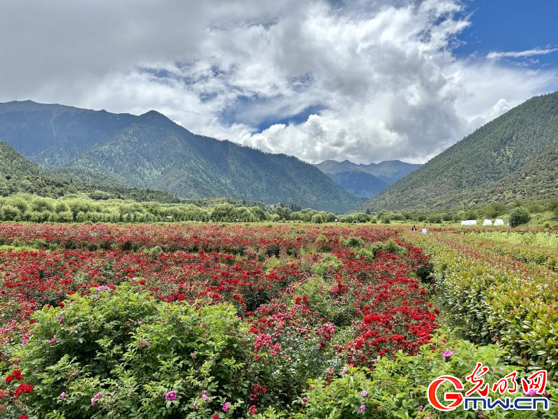 我們的家園丨工布花谷：高原花開香飄全國(guó)，產(chǎn)業(yè)經(jīng)濟(jì)增收致富