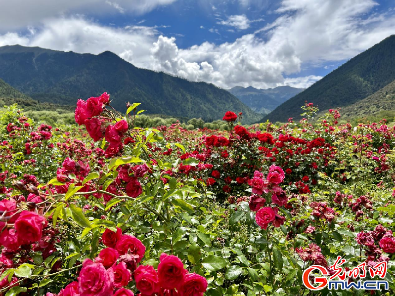 我們的家園丨【組圖】 綠水青山入畫，“金山銀山”筑起