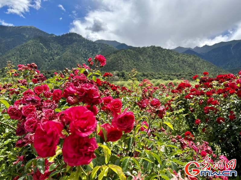 我們的家園丨【組圖】 綠水青山入畫，“金山銀山”筑起