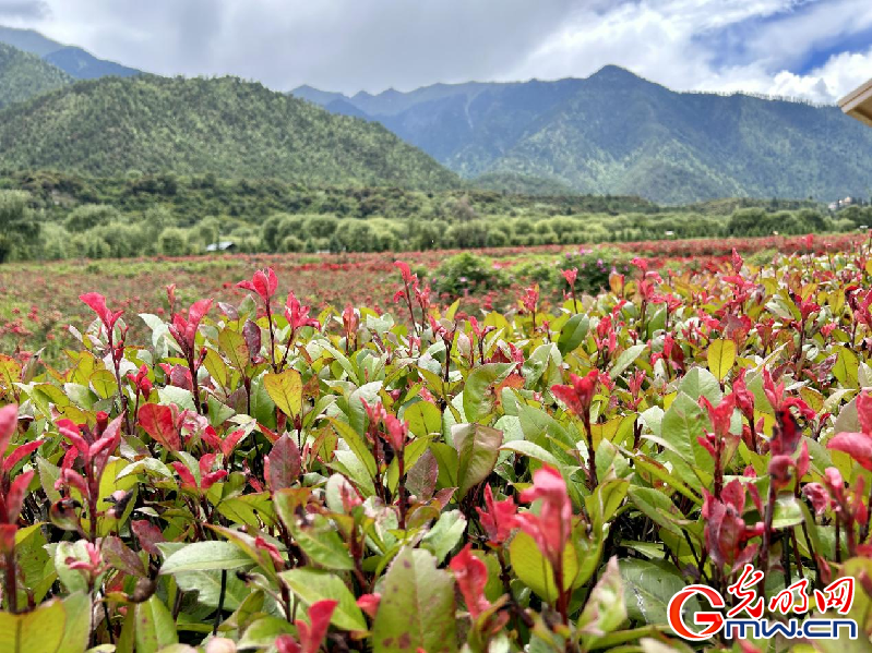 我們的家園丨【組圖】 綠水青山入畫，“金山銀山”筑起