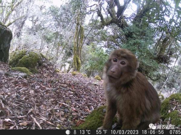 西藏色季拉山發(fā)現(xiàn)雪豹、白頰獼猴等多種珍稀野生動物