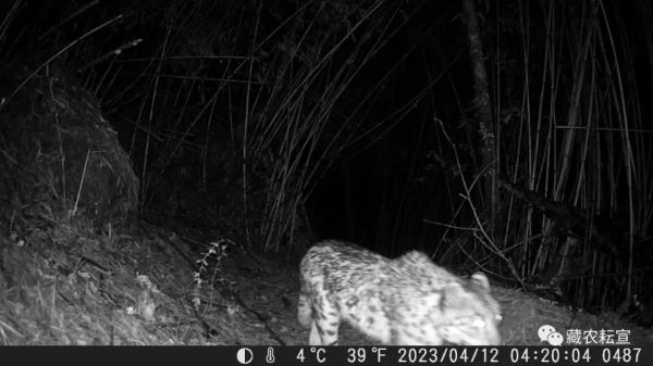 西藏色季拉山發(fā)現雪豹、白頰獼猴等多種珍稀野生動物