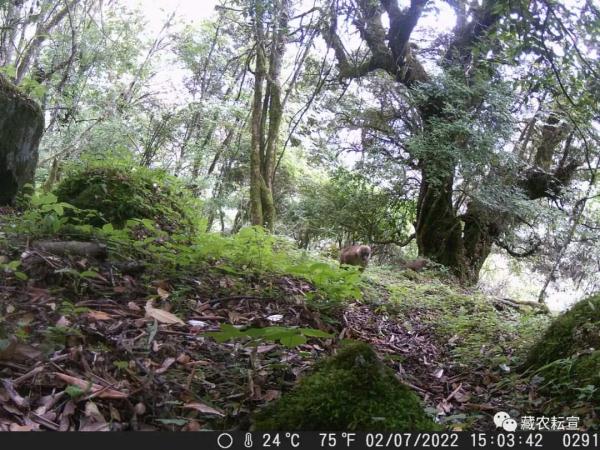 西藏色季拉山發(fā)現雪豹、白頰獼猴等多種珍稀野生動物